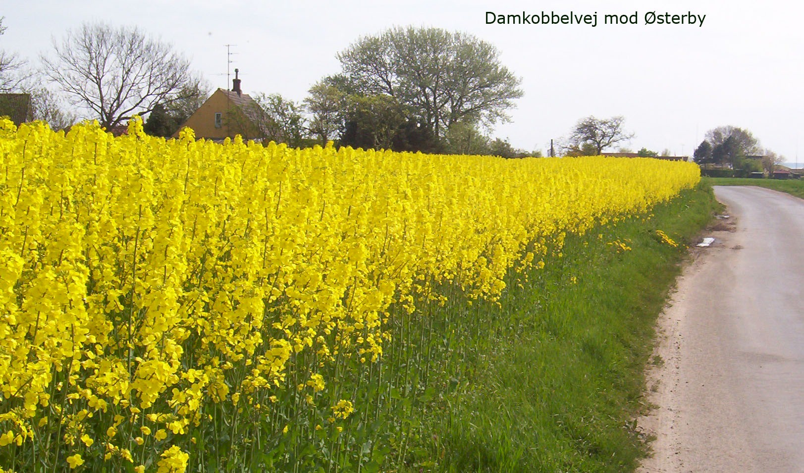 Raps in voller blüte