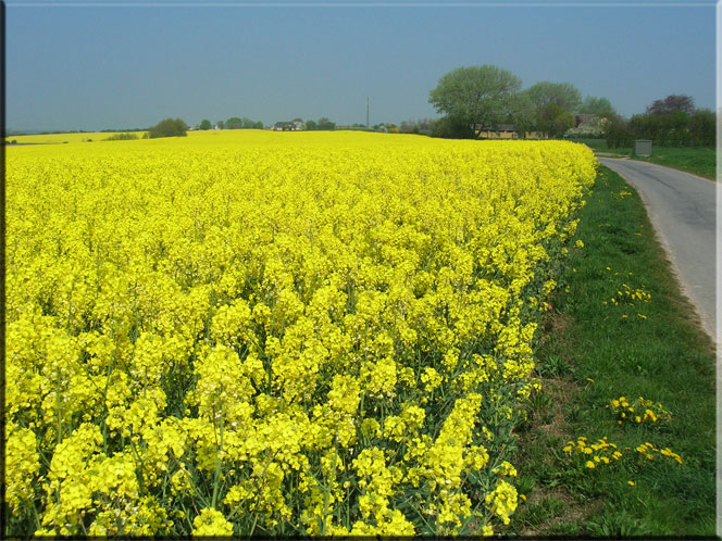 Raps in voller blüte