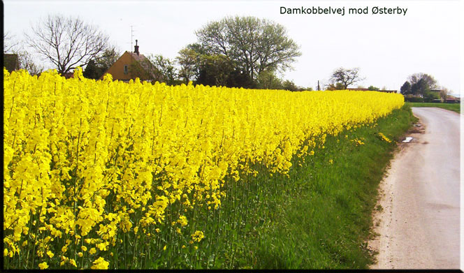 Raps in voller blüte